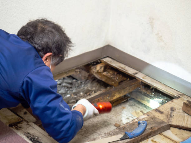 Best Certified Mold Removal  in Glendale, WI