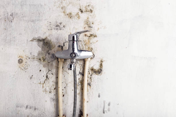 Best Local Mold Removal Service  in Glendale, WI