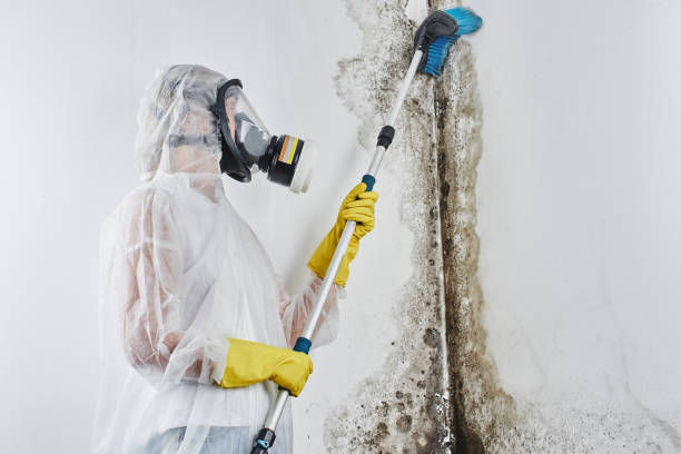 Best Commercial Mold Removal  in Glendale, WI