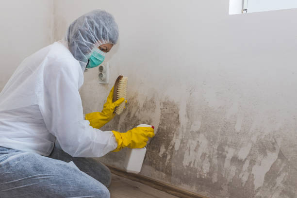 Mold Testing and Removal in Glendale, WI