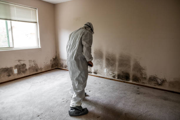 Best Fast Mold Removal  in Glendale, WI